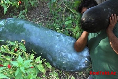 Uzunluğu 1 metr, çəkisi 30 kilo... – Çin xiyarı - VİDEO