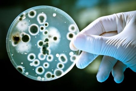 Dünyanın ən qədim mikrobları aşkar edilib